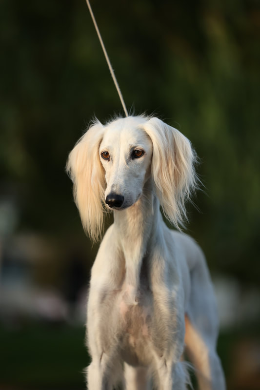 Salukis from Kennel Z Tripu