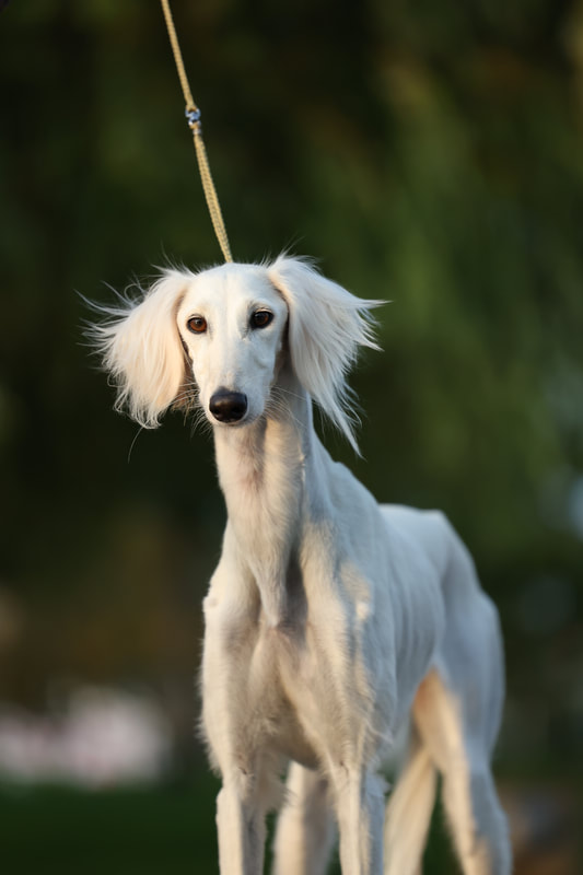 Saluki portrait