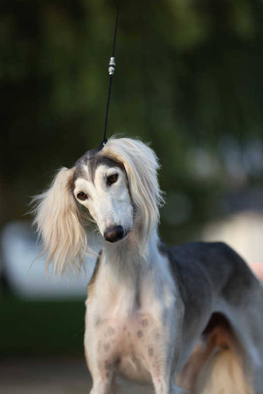 Saluki in nature