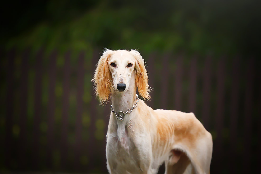 Saluki running