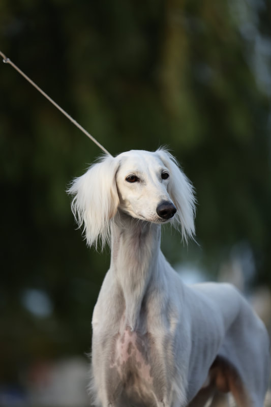 Saluki elegance