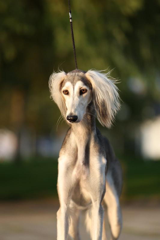 Salukis from Kennel Z Tripu