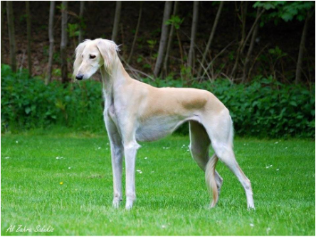 Yashars Bahiidj Of Heurteloup