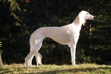 Bob Al Shams Z Tripu