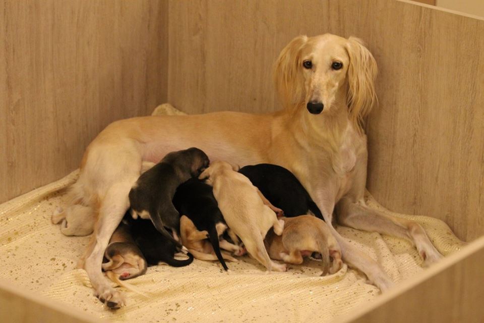 Belle Epoque Z Tripu