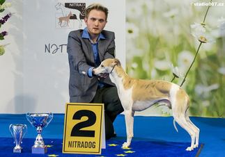 Fraguel's Perfect Eleven