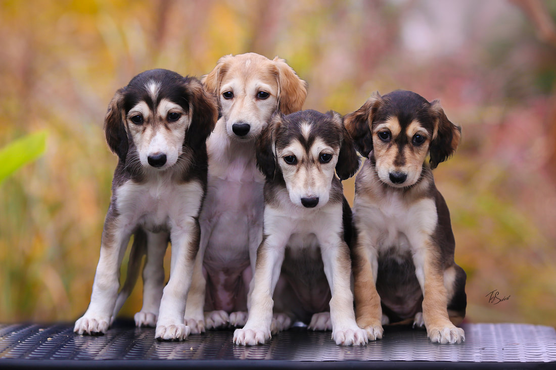 Dante D'Avatar Z Tripu