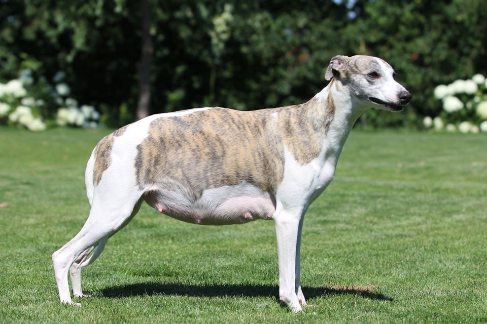 Fabuliste Z Úplňku