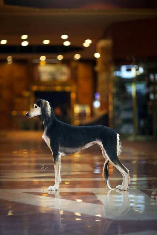 Game Changer Z Tripu