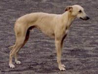 Celesto z Vilcabamba