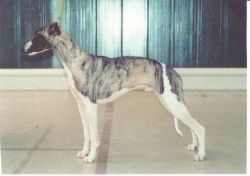 Tiramisu' di Farneto