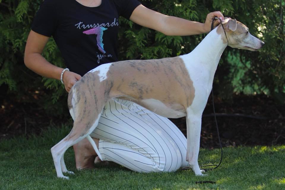 Dandy II Of Gentle Mind