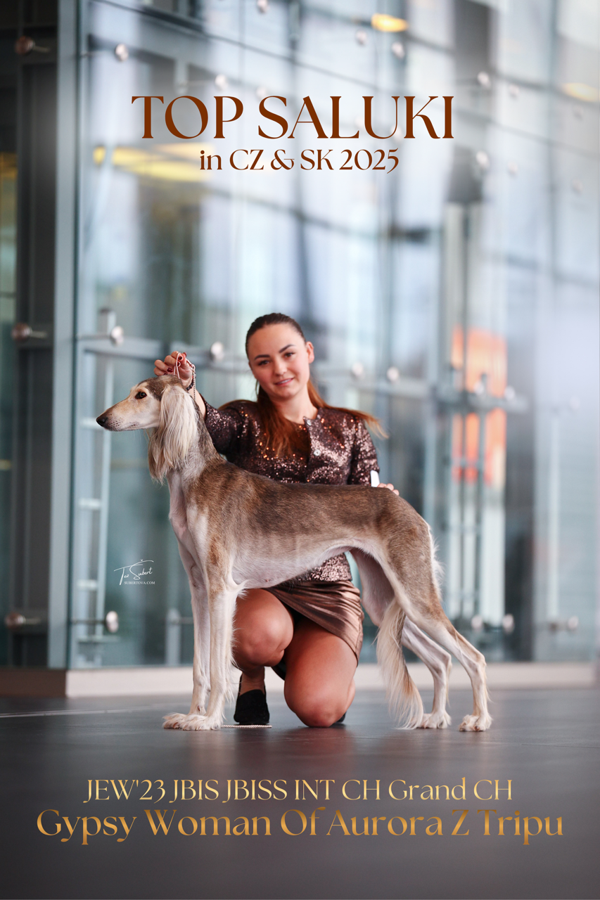 Top Winning Saluki CZ/SK 2025