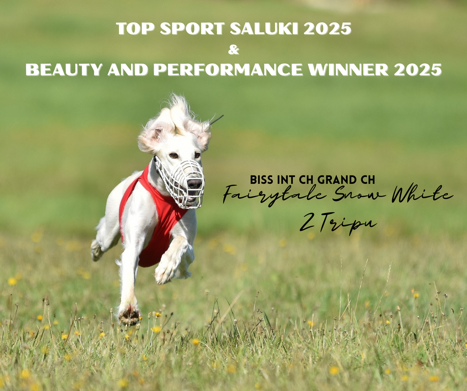 Top Sport Saluki 2025 — Beauty & Performance