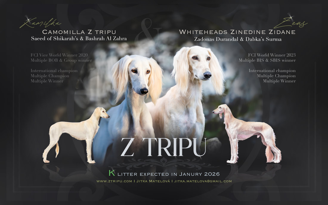Z Tripu puppies