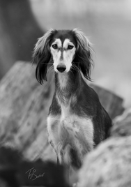 Saluki from Kennel Z Tripu