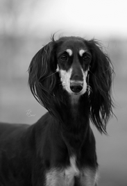 Saluki portrait