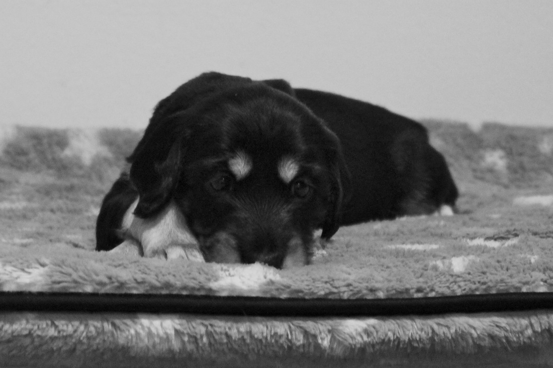 Aanisah Z Tripu portrait