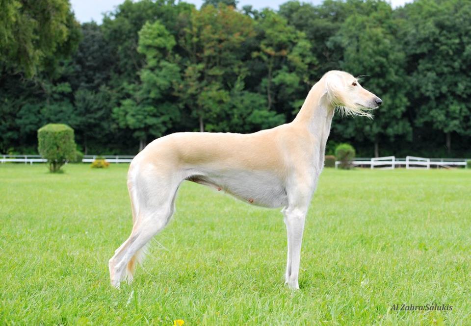 Yashars Bahiidj Of Heurteloup