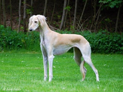 Blue Nile Reason To Believe