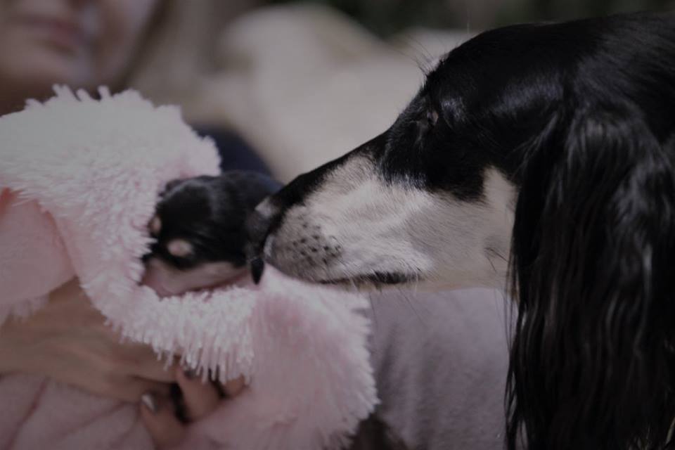 Benissah Z Tripu portrait