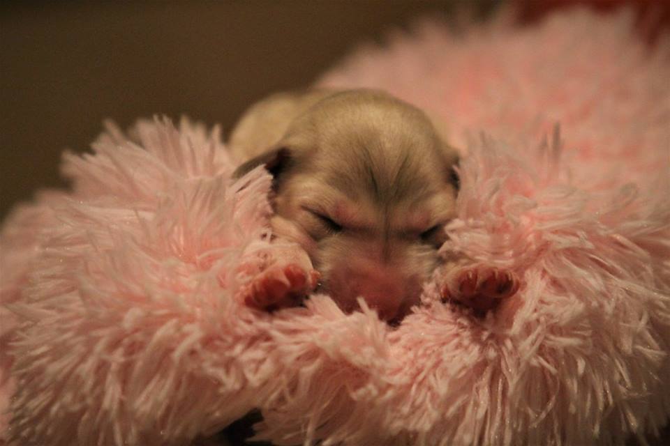 Bentley Z Tripu portrait