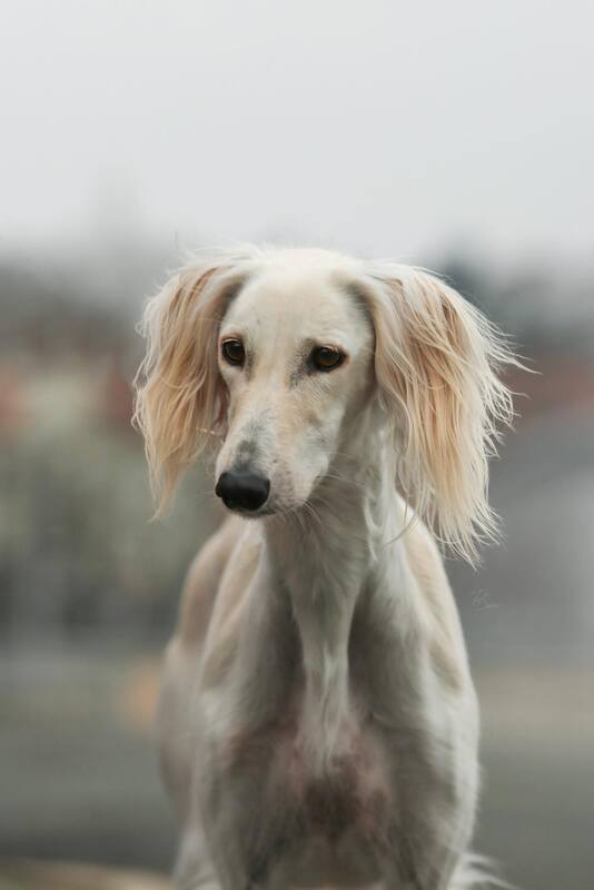 Camomilla Z Tripu portrait