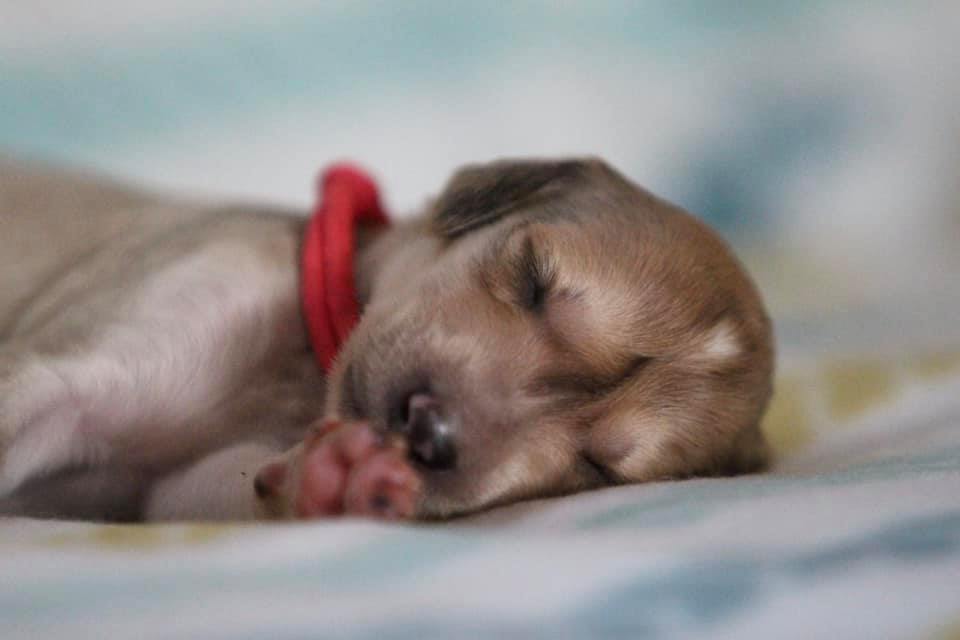 Diva D'Avatar Z Tripu