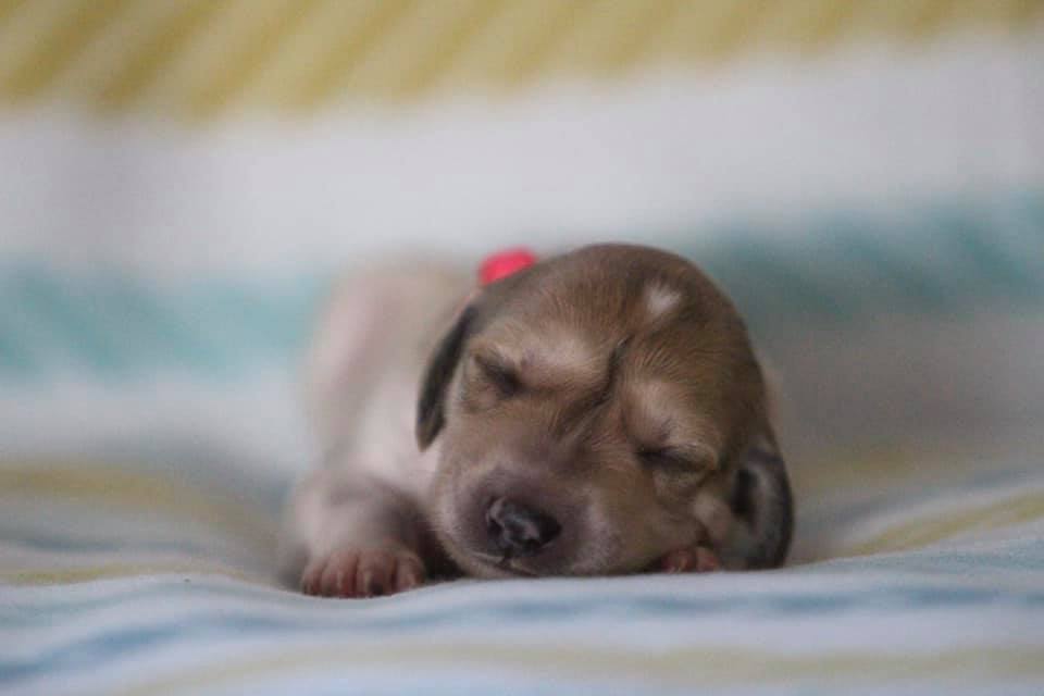 Diva D'Avatar Z Tripu portrait