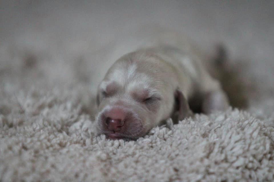 Eci Alexander Z Tripu