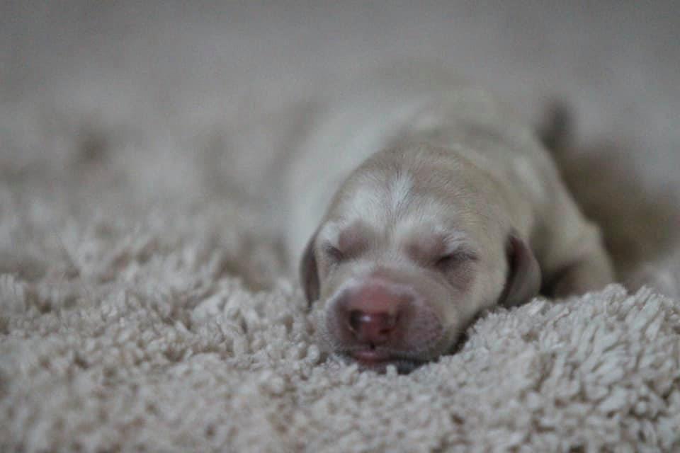 Eci Alexander Z Tripu portrait