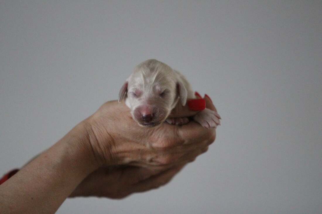 Fairytale Snow White Z Tripu