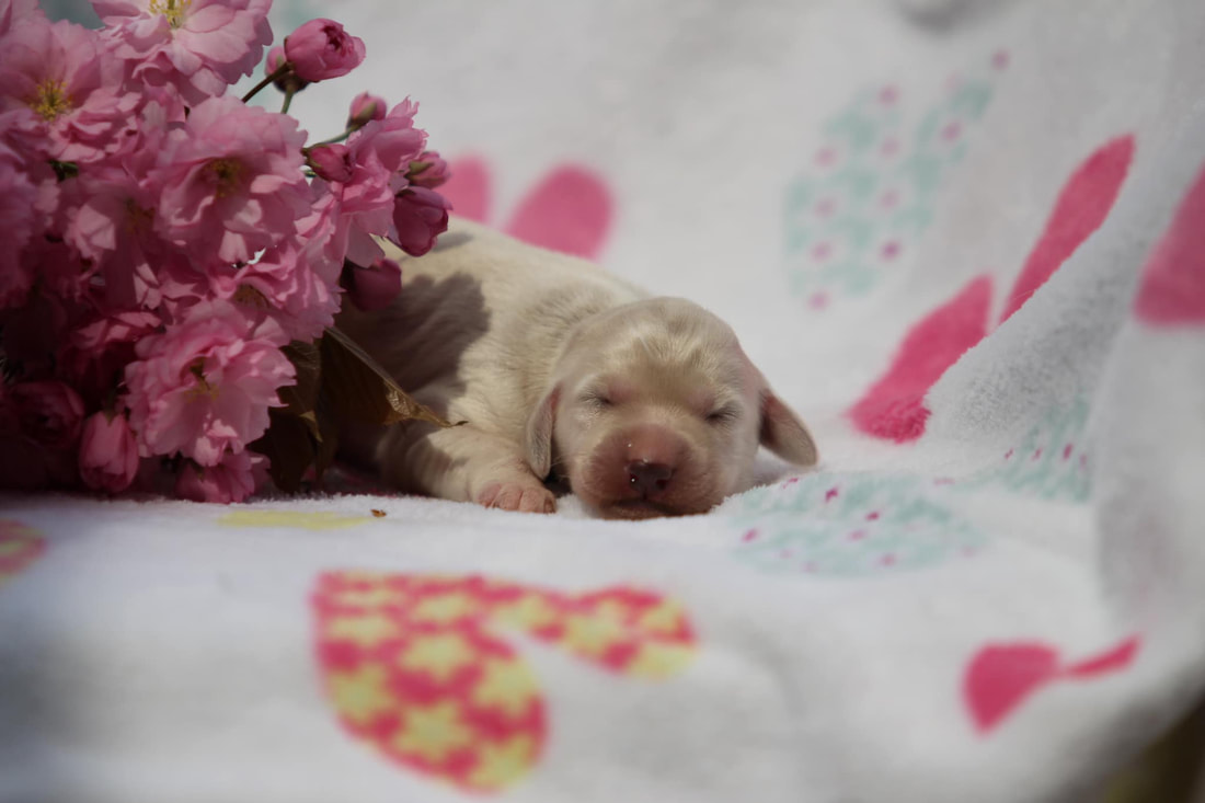 Fairytale Snow White Z Tripu portrait