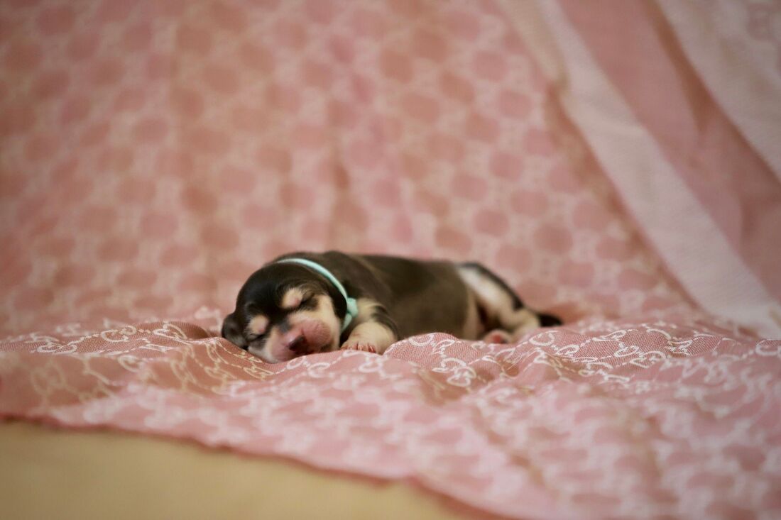 Game Changer Of Aurora Z Tripu portrait