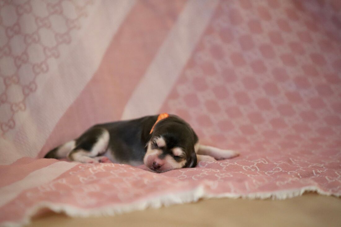 Gypsy Woman Of Aurora Z Tripu portrait