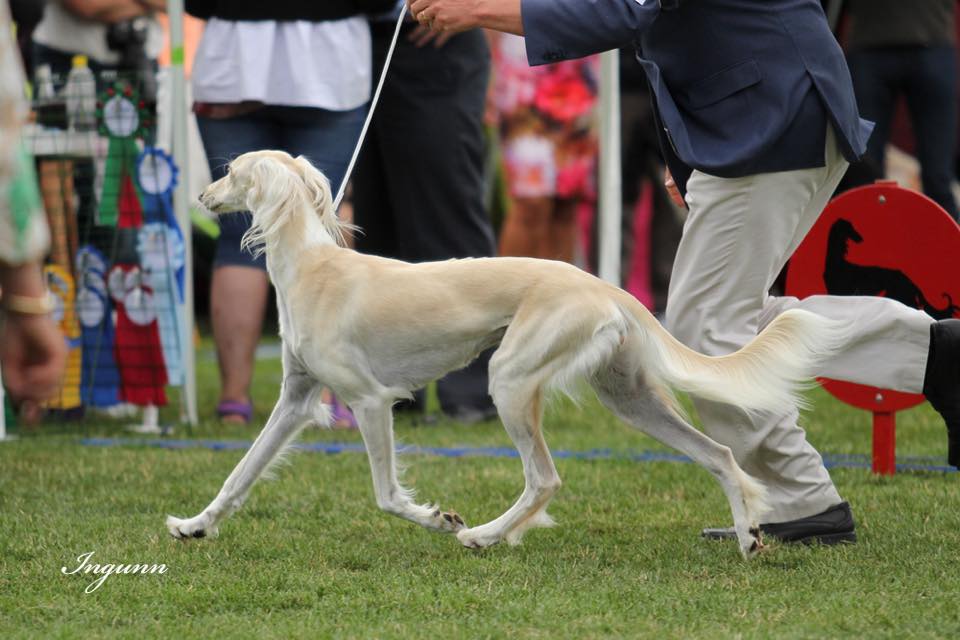 Qirmizi Tahari portrait