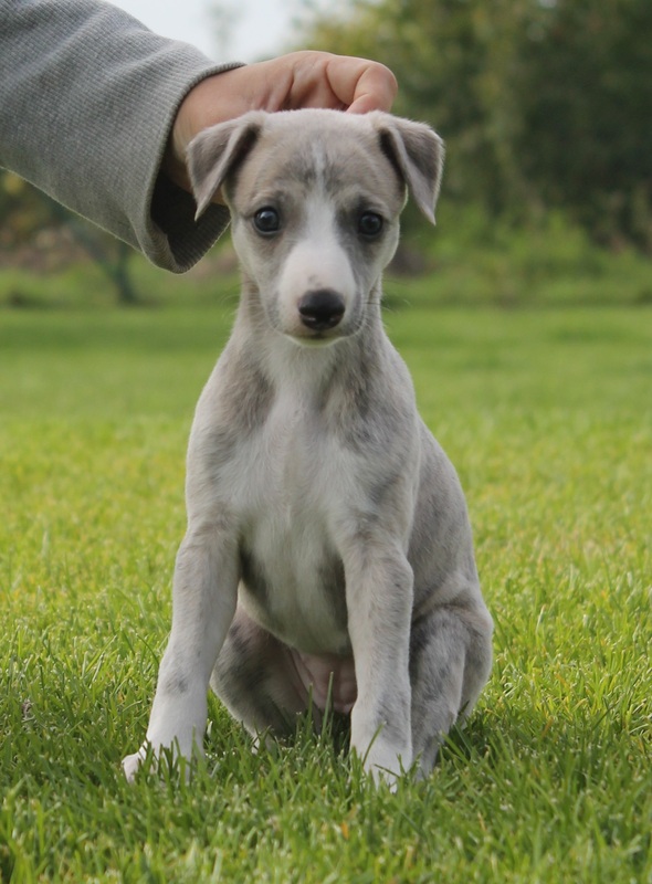Whippet from Kennel Z Tripu