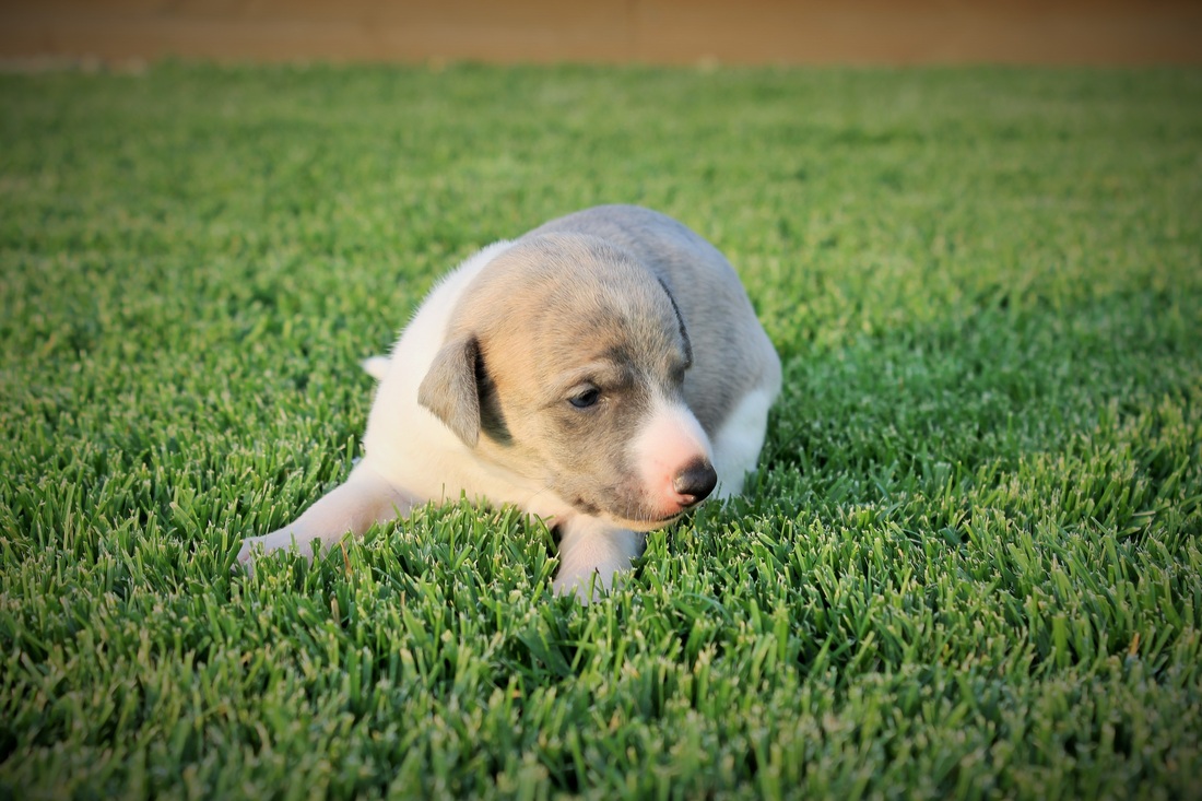 Ch. C'harisma Z Tripu