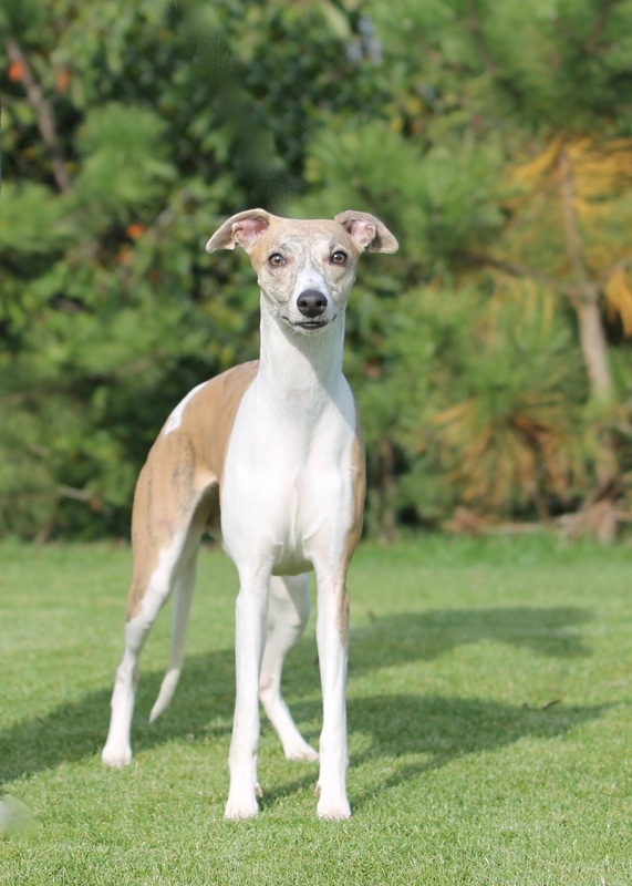 C'harisma 7 weeks old