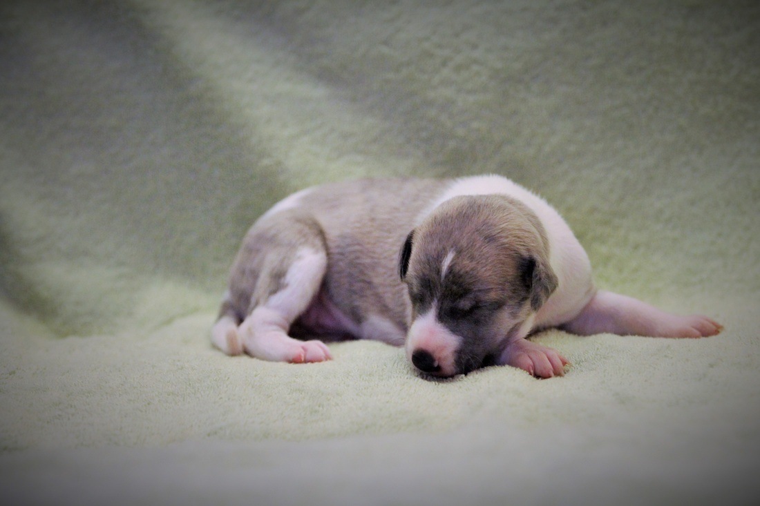 C'harisma 4 weeks old