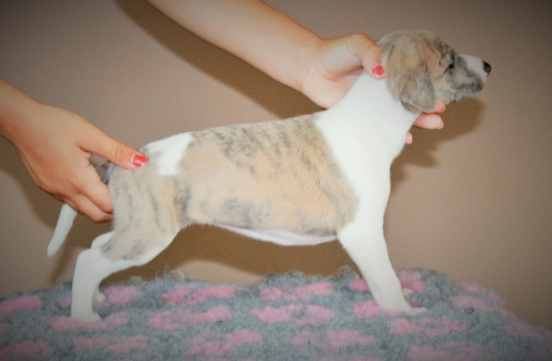 C'harisma 3 weeks old