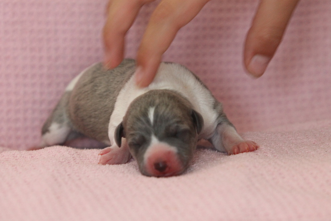 C'harisma 2 weeks old