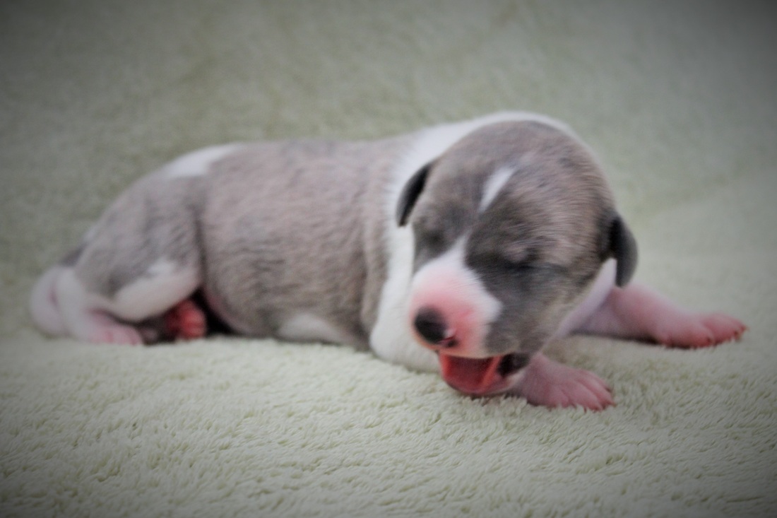 C'harisma 1 week old