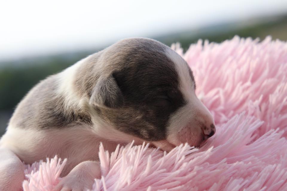 Daphne 10 months old