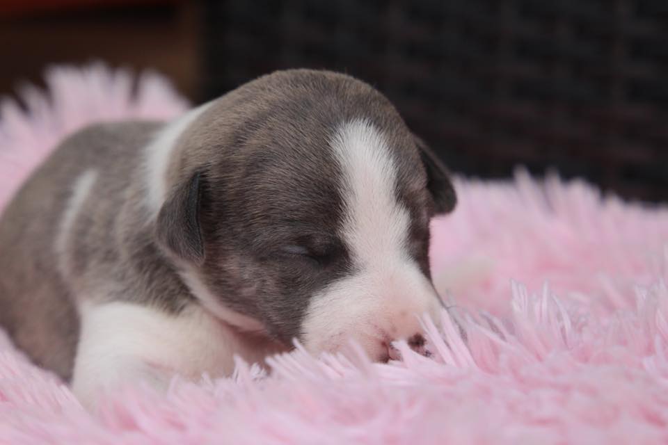 Daphne 1.5 weeks old