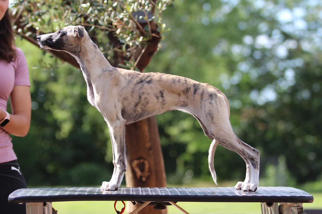 Shiny Sensation's I Am A Miracle