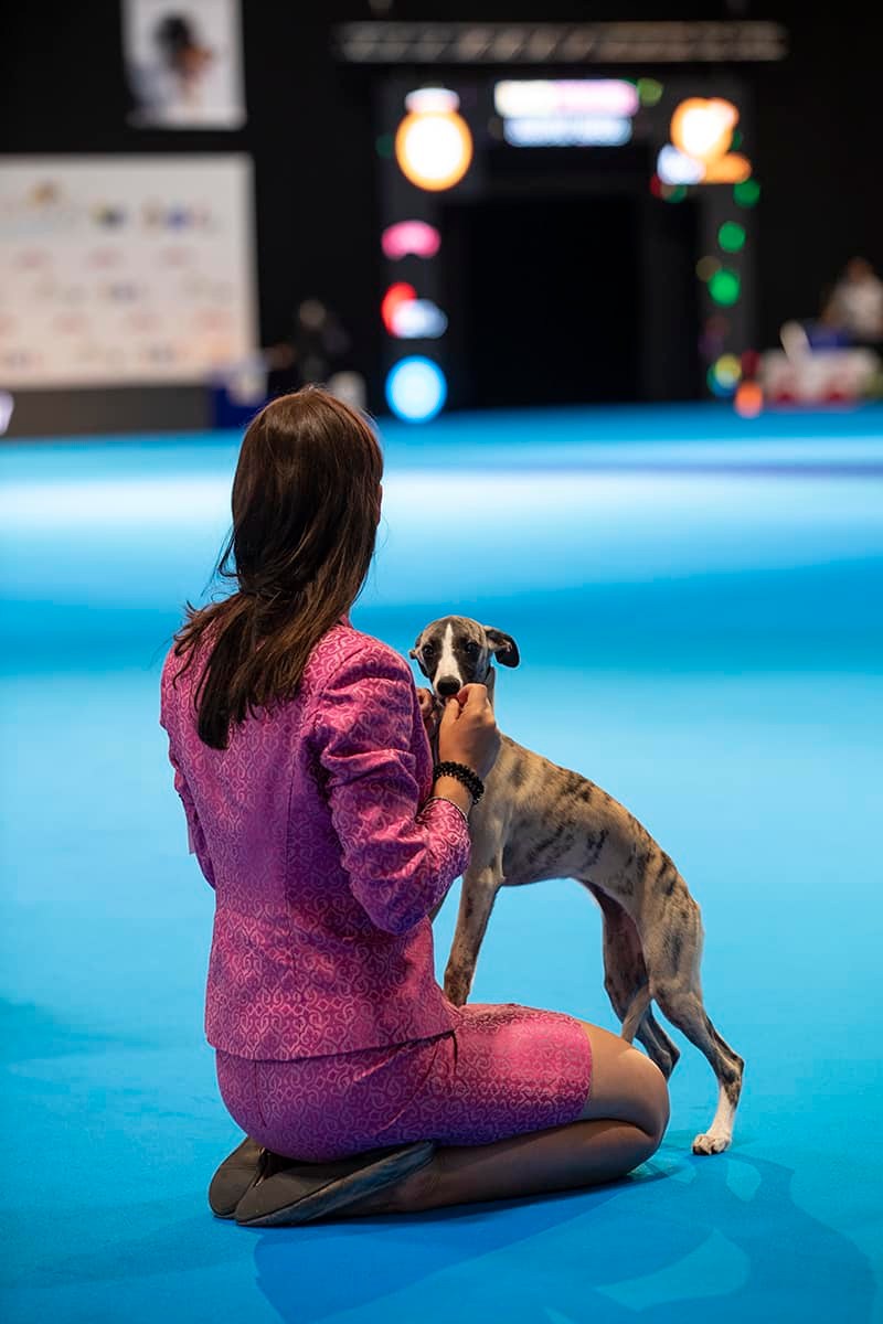 Shiny Sensation's gallery